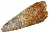 Fossil Spinosaurus Tooth - Real Dinosaur Tooth #326220-1